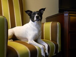 Dog on Guestroom Chair Pricked Ears